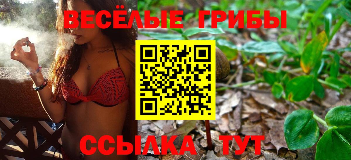 Псилоцибиновые грибы Psilocybe  Кисловодск 